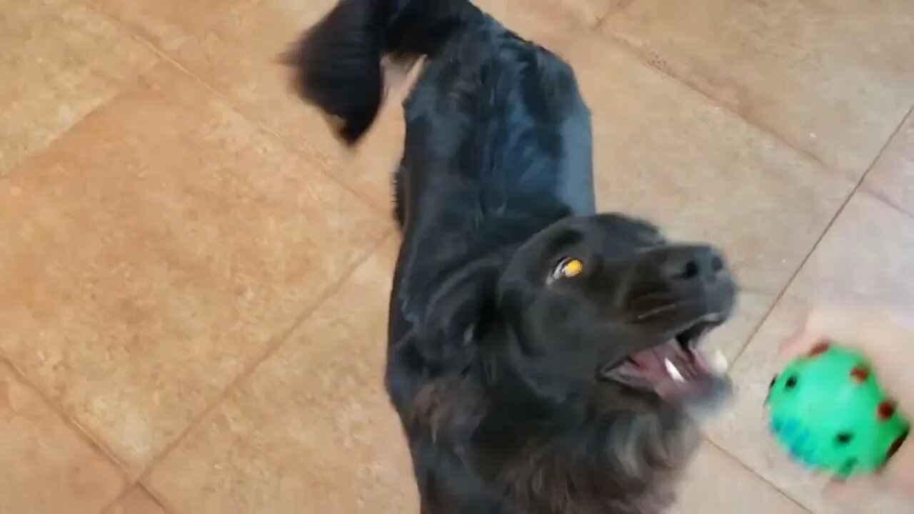 🐶 Resultado 3 Anos Depois Remoção da Cabeça do Femur em Cães Colocefalectomia - Flat Coat