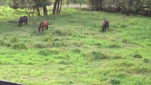 The girls grazing at dusk