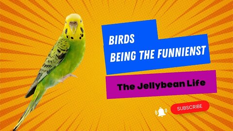 Birds Being the Funniest | Funny Parrot Compilation 2022 #2