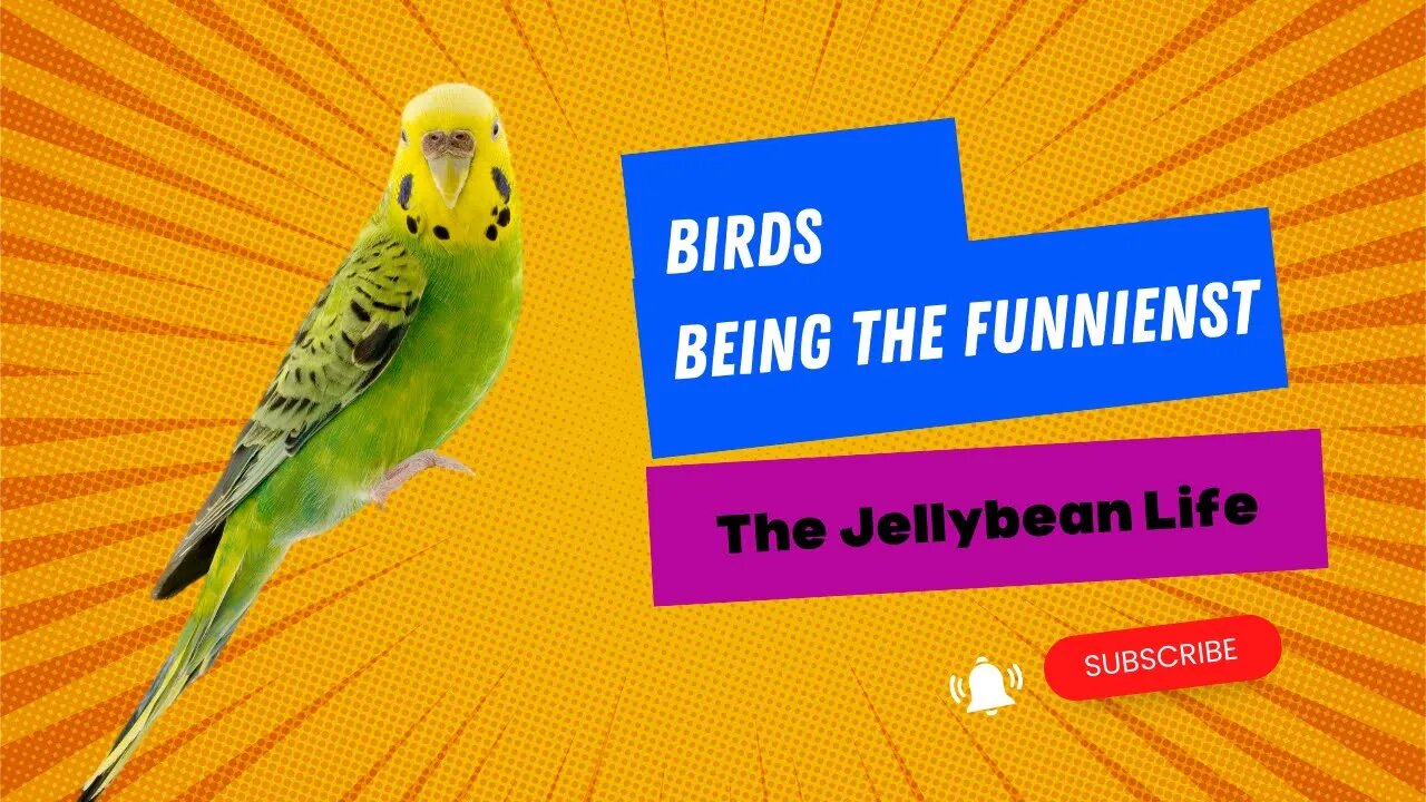Birds Being the Funniest | Funny Parrot Compilation 2022 #2