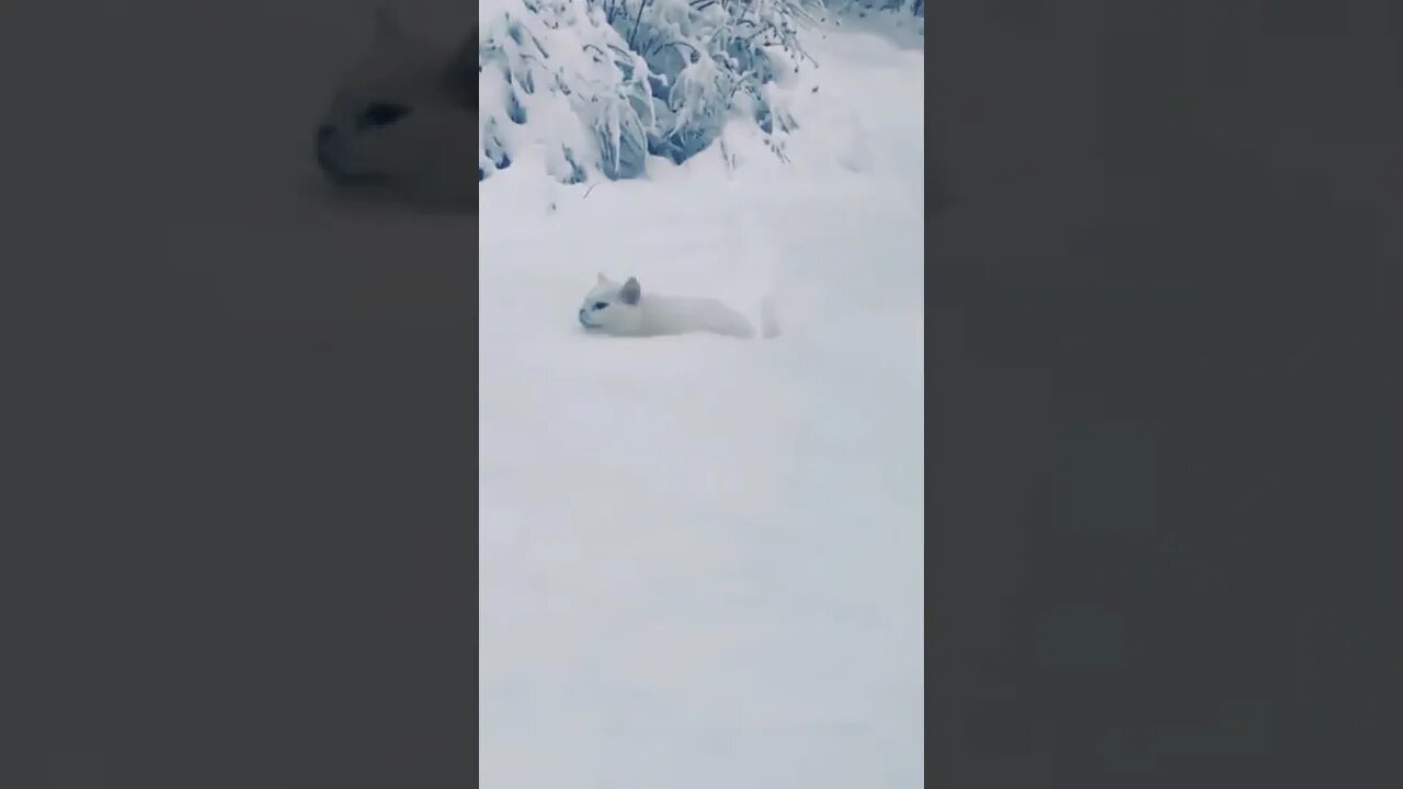 Cat Video #cat #reels #shorts #funny