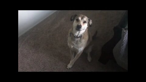 Dog Gets Excited
