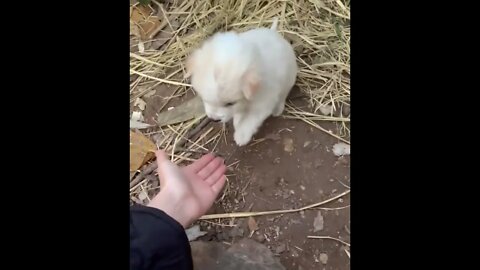 puppy touching a human for the first time in its life