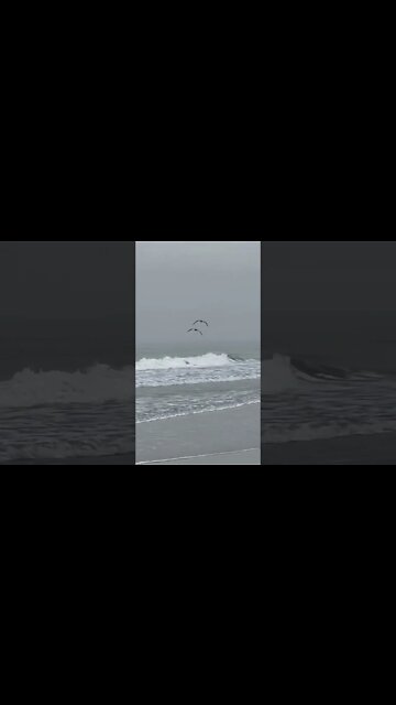 Epic Pelican Race! 🏁 #shorts