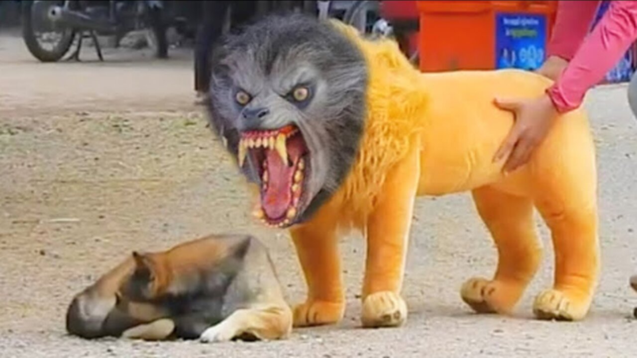 Troll Prank Dog Funny & fake Lion and Fake Tiger Prank To dog & Huge Box Prank to dog