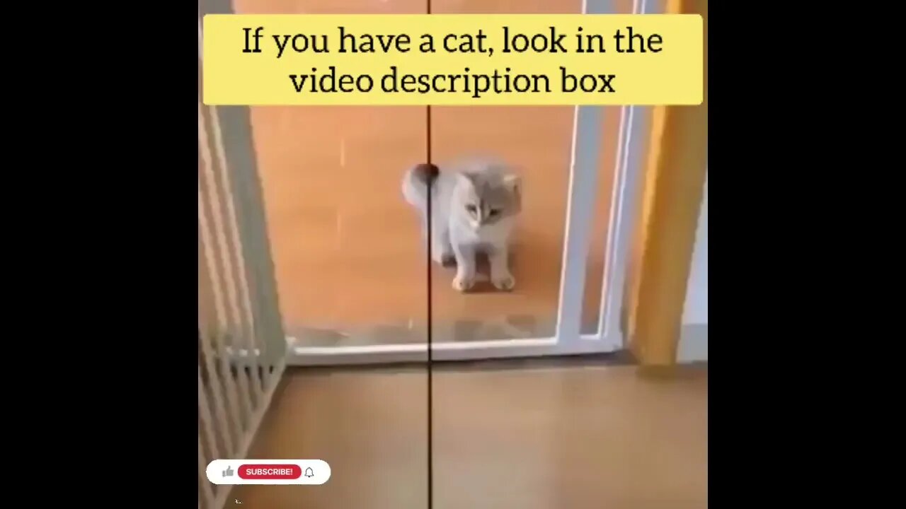 cute cat videos 😹 funny videos 😂158