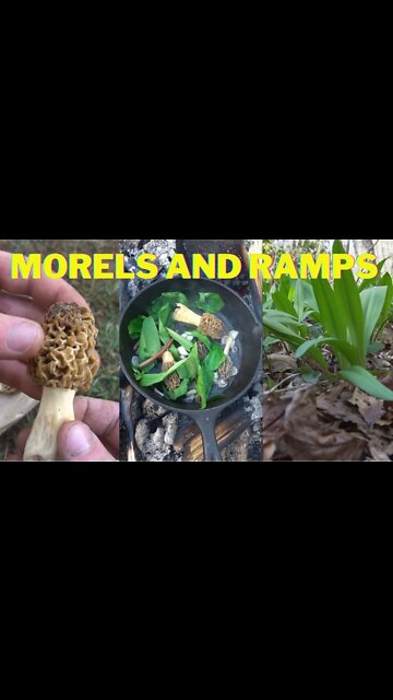 Cooking Morel Mushrooms and Ramps / Wild Leeks! Foraging wild edibles.