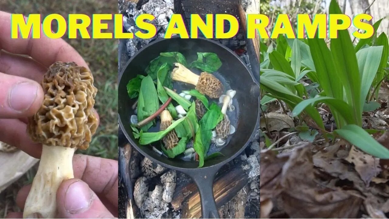 Cooking Morel Mushrooms and Ramps / Wild Leeks! Foraging wild edibles.