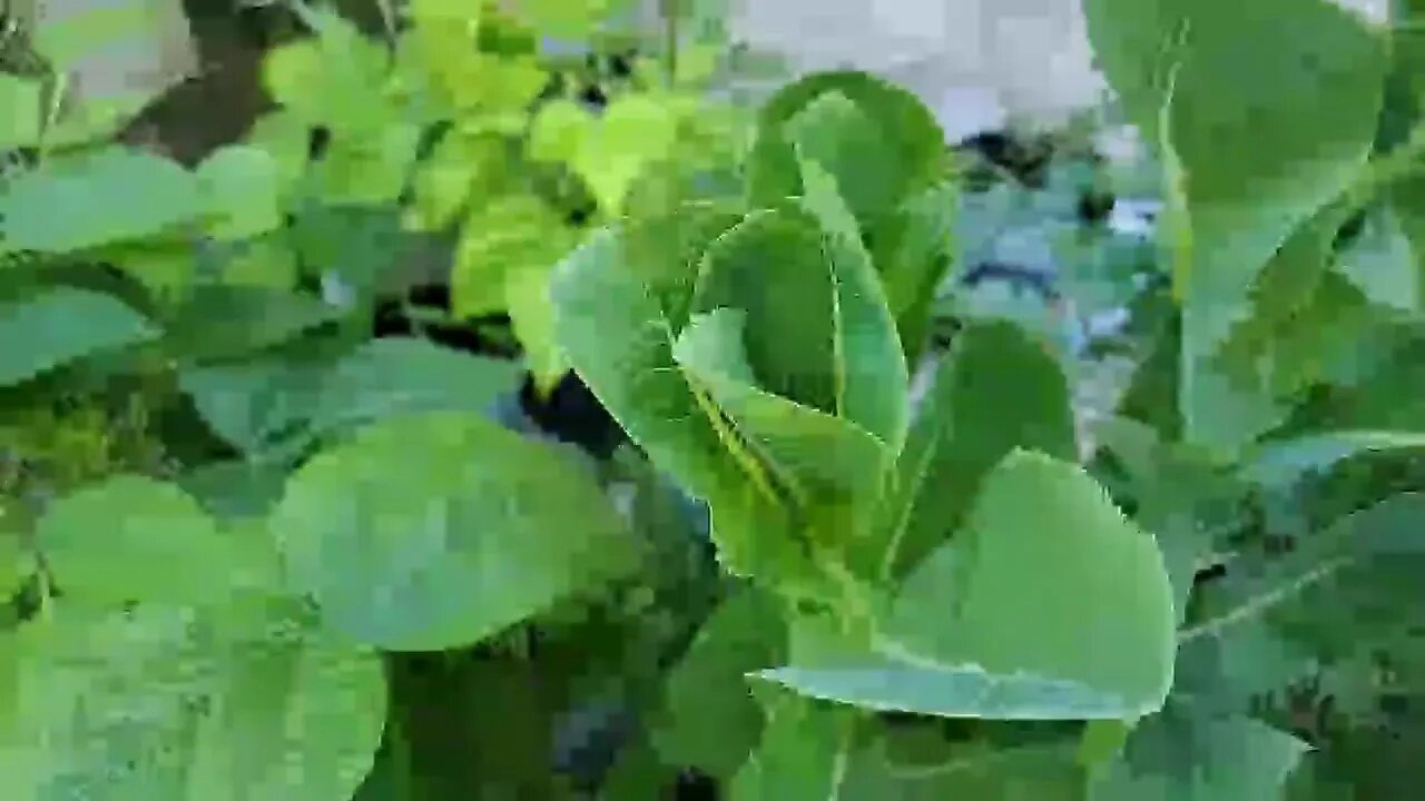 Garden Update 7/12