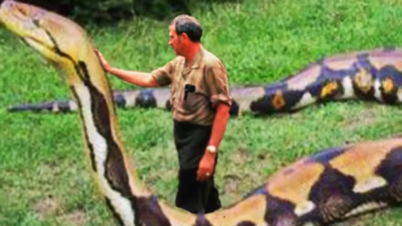 Giant Snake! Biggest Anacondas (Real and Fake)