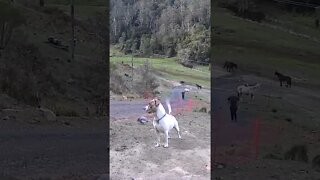 Dog happy when owners come home