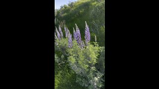 Silver Lupine