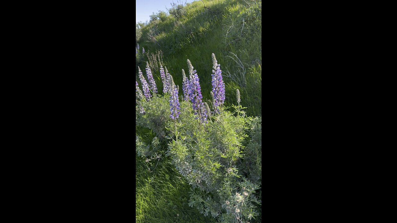 Silver Lupine