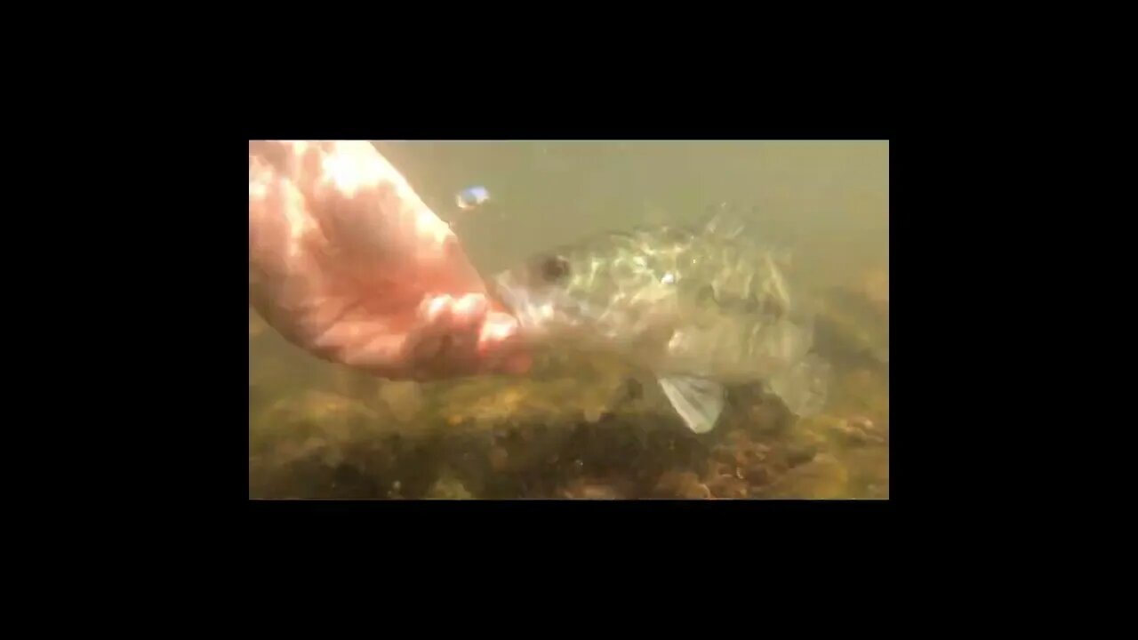 Fishing the Tennessee River Trailer