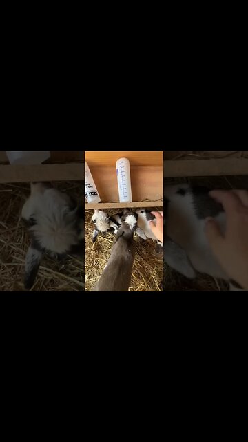 You have to prevent knots #homesteading #arkansashomestead #homestead #babygoats
