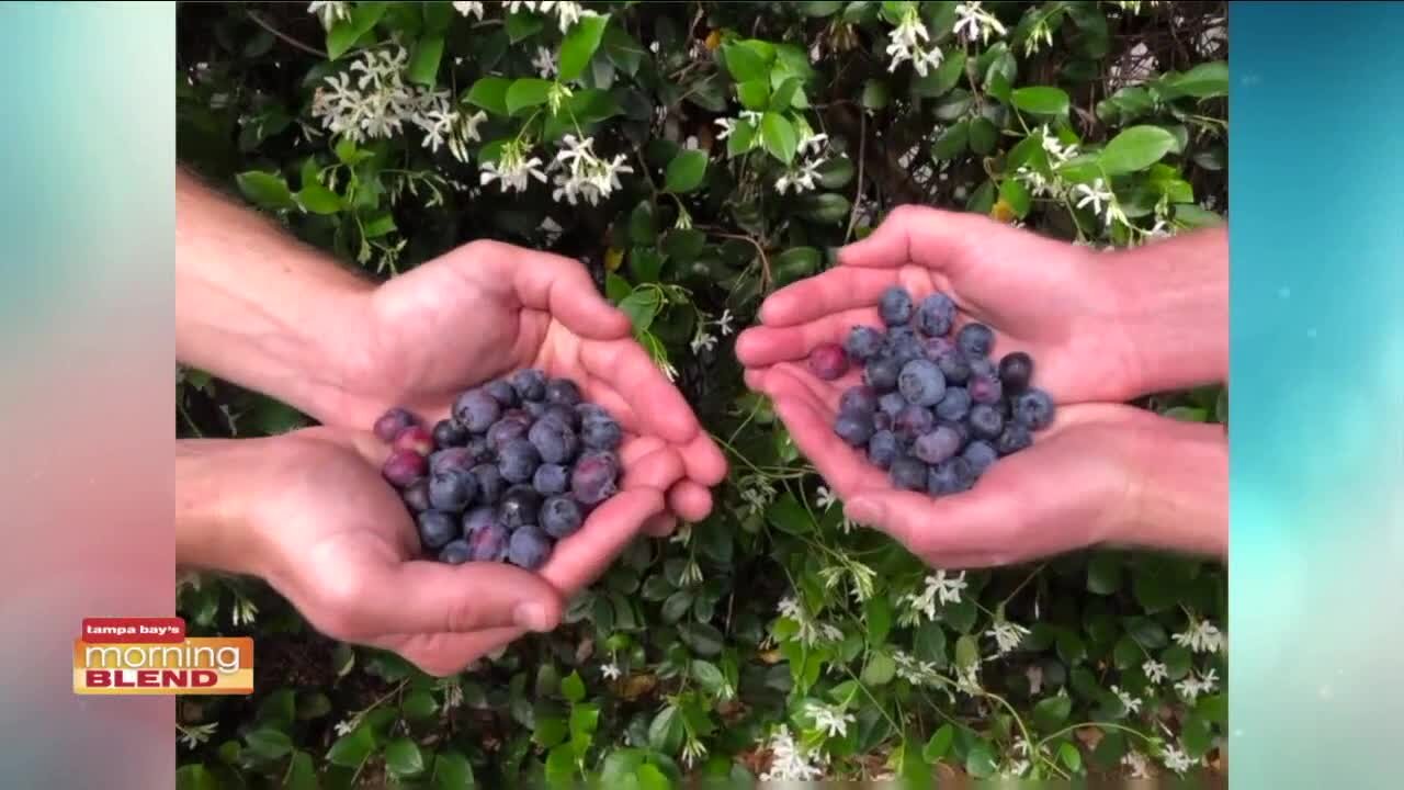 Keel Farms Blueberry Festival | Morning Blend