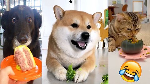 Funny Dogs And Cats #8 🤣 Funniest Animals Videos 2023🐶😺