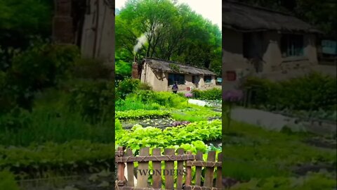 Beautiful 😍 Village Life #nature #villagelife #village#shorts #status #wonders #relaxing #wow