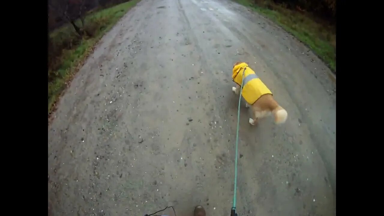 October 22nd, 52º short walk with Flynn on damp day, another beautiful day in Maine.