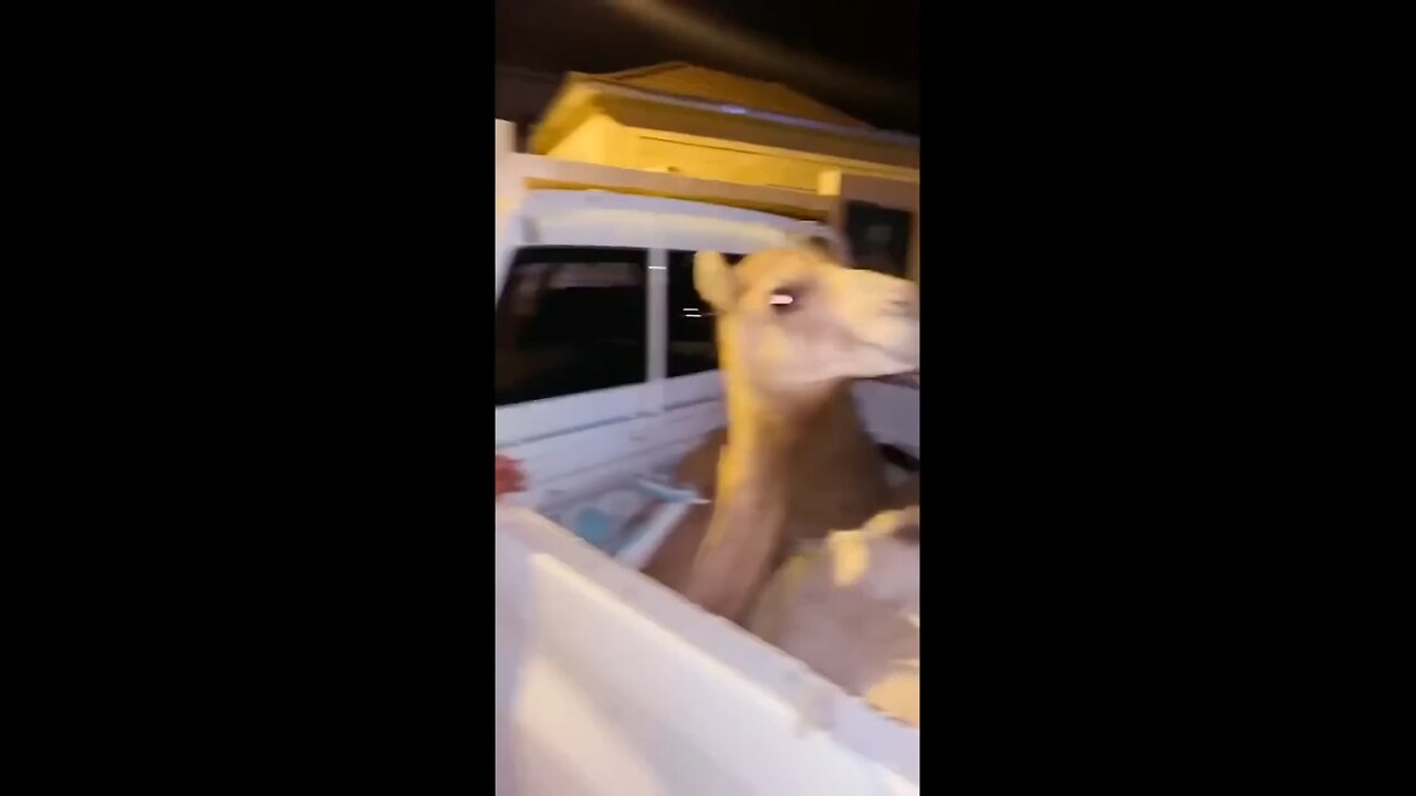 try not to laugh🤣 #funny #funnyvideo #comedy #meme #goodvibes #laughter #fun #jokes #comedygold