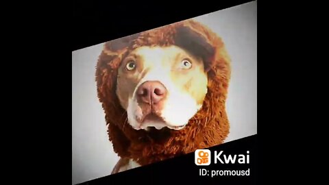 cute_dog