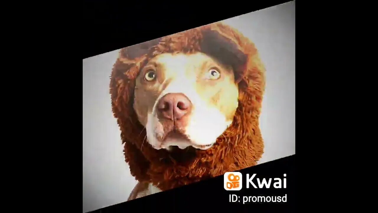 cute_dog