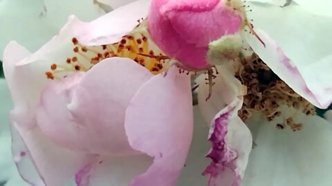 STELLVERTRETEND REUE ERWECKEN FÜR ALLE STERBENDEN