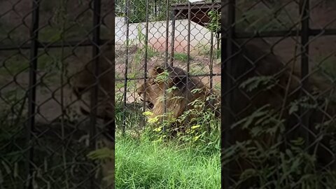 #short #subscribe #lion