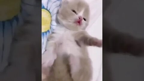 cute cat videos 😹 funny videos 😂 933 😻#shorts #shortsfunny #cutecat #catvideos #cats #catscare #cat