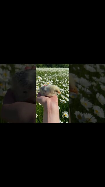 Best Relaxing Sound & Video | Wind | #shorts