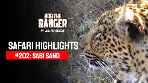 Safari Highlights #202: 31 Mar - 02 Apr 2013 | Sabi Sand Nature Reserve | Latest Wildlife Sightings