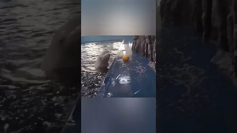 A very smart beluga using an ingenious method to get their favorite toy back