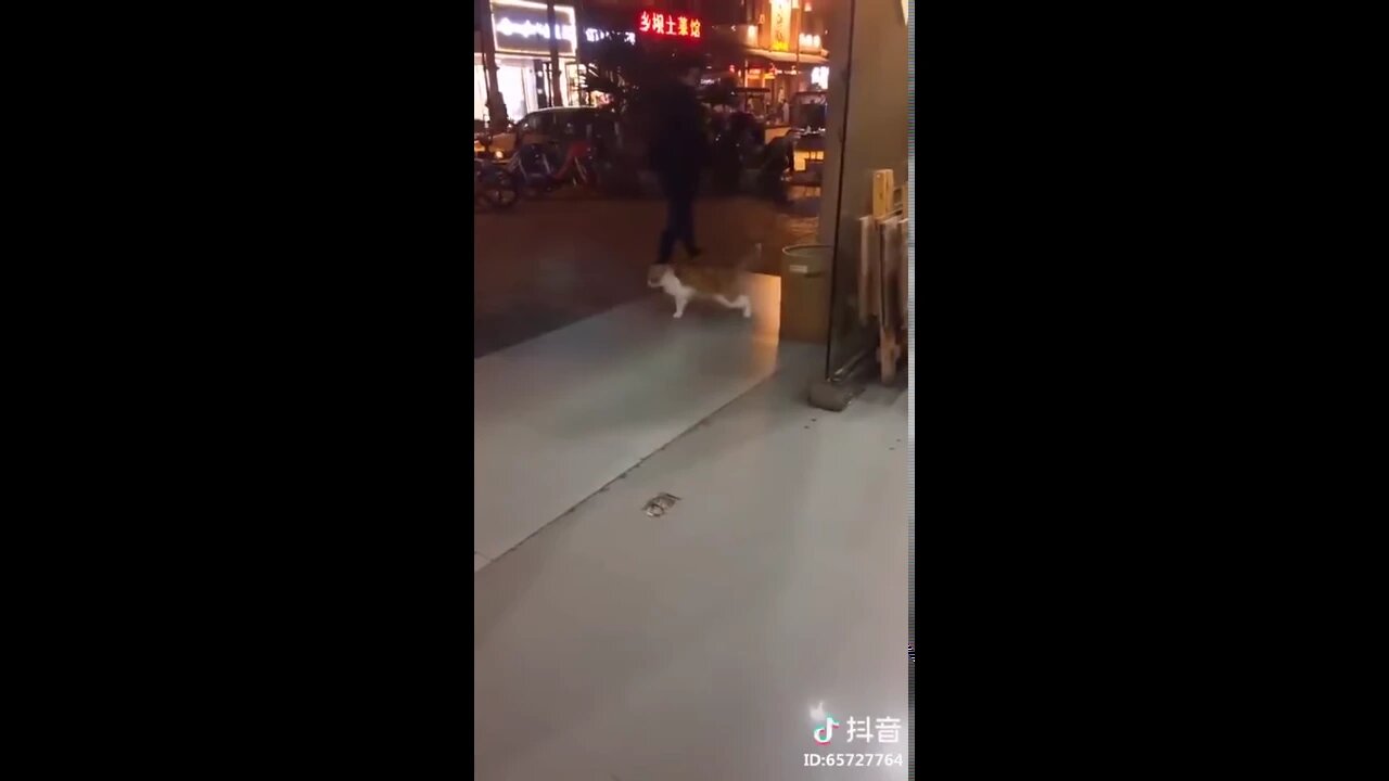 Cat training to be model