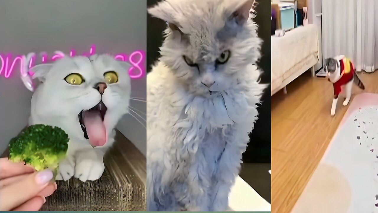 Beautiful cats