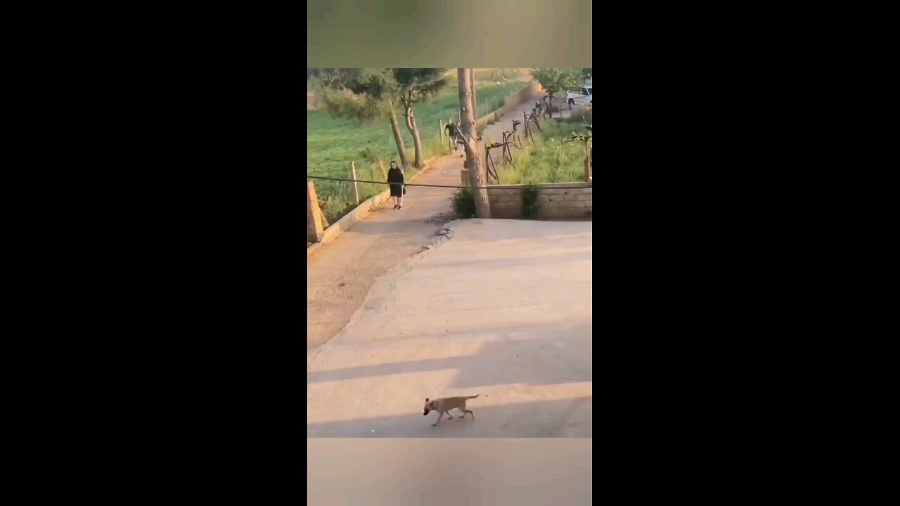 dog group
