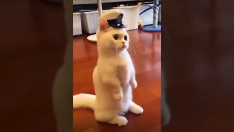 Captain Snowy