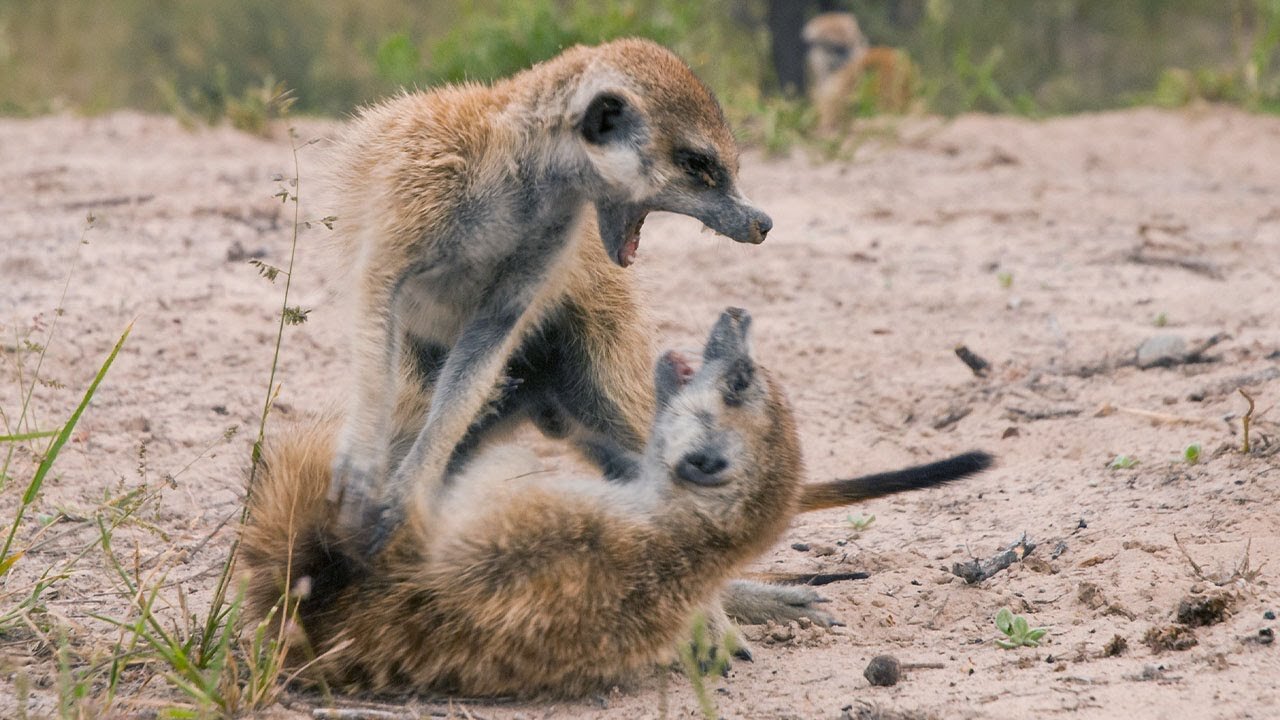 meerkats and a cat