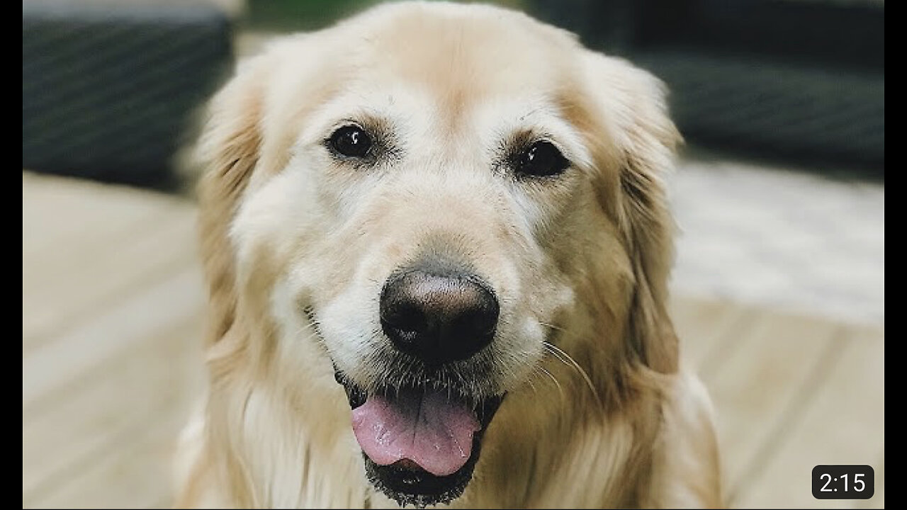 A Tribute to our Golden Retriever, Lucy