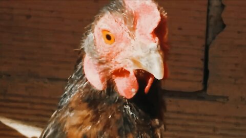 The chiken bites everyone who approaches