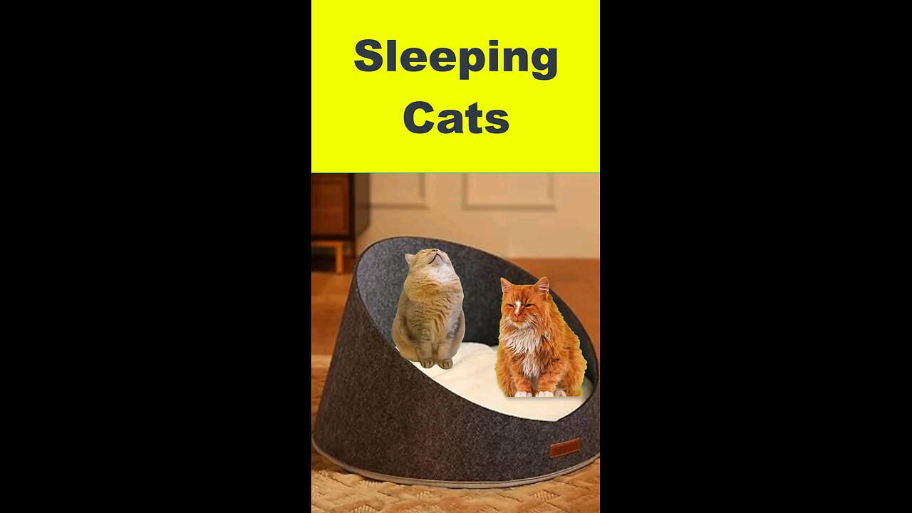 sleeping cats