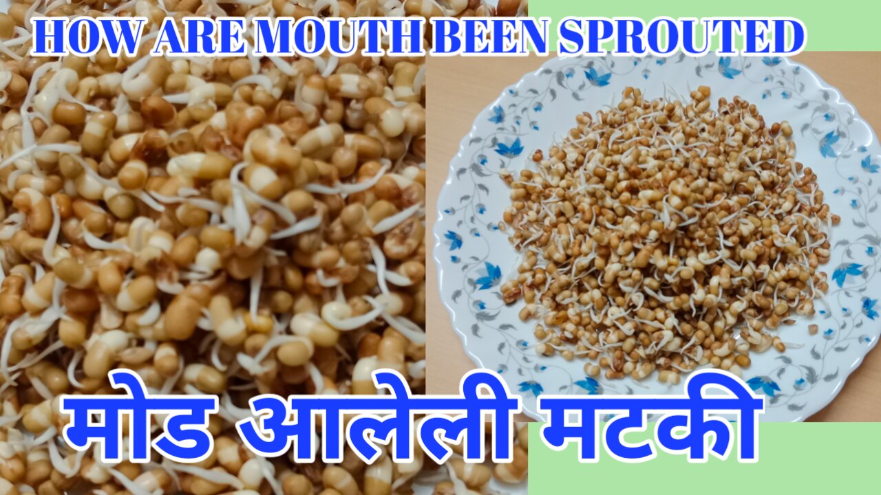 how are moth beans sprouted|मटकीला मोड कसे आणावेत