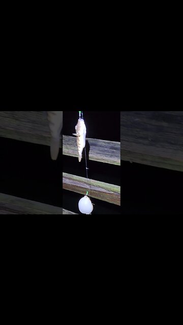 2 X puffer fish at Night....They want to mess with me all night!