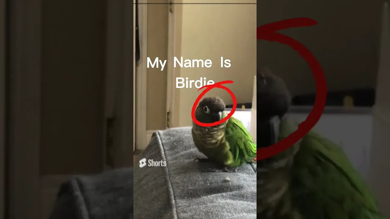 My Name Is Birdie! 🐦