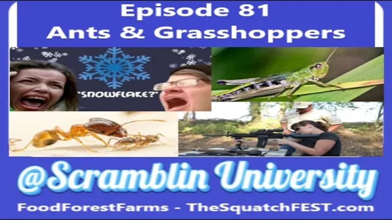 @Scramblin University - Episode 81 - Ant & Grasshoppers