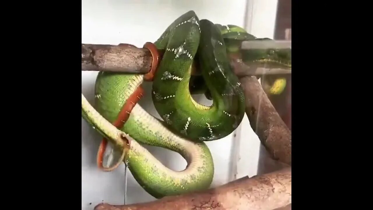 Snake Giving Birth