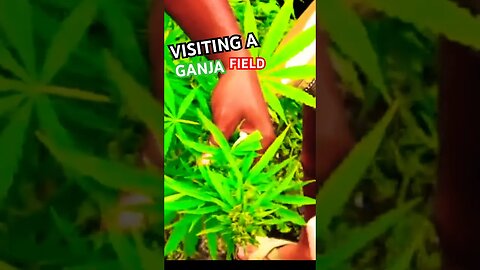 Visiting a Ganja Field! #shorts #travel #jamaica