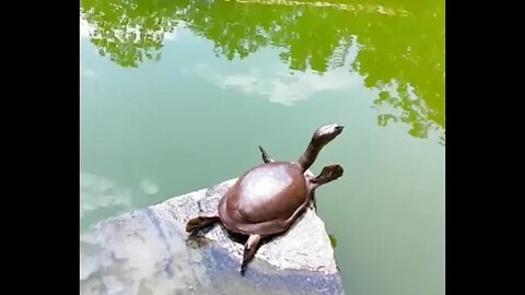 Turtle Enjoying Morning Stretch