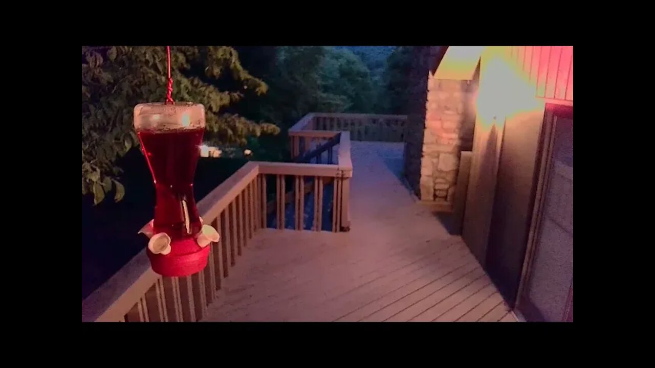 Live Bird Feeder "All night" Asheville NC. In the mountains. Aug. 5 2021