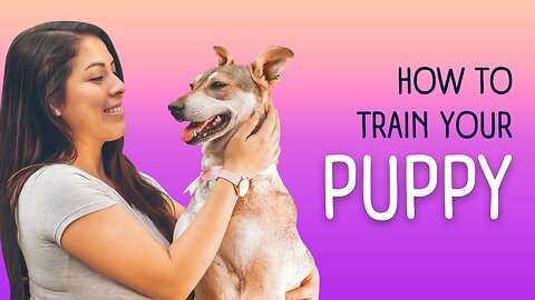 DOG JUMPING ISSUE CURED: TRAIN YOUR DOG PROPER GREETING!