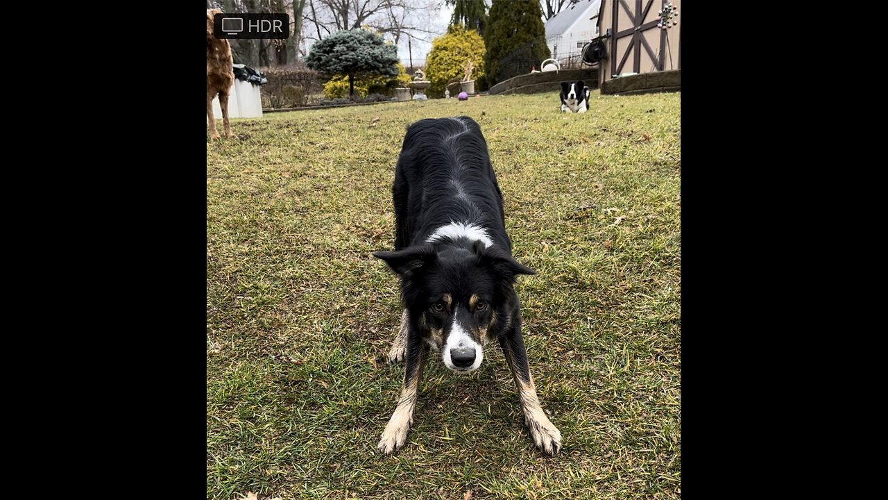 The Border Collie Chronicles: Beyond Herding